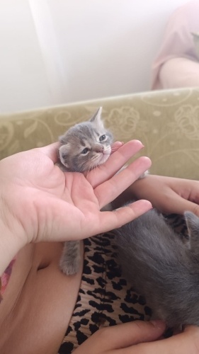 2 yavru çop kutusu na atılmış yuva arıyoruz fotoğraf