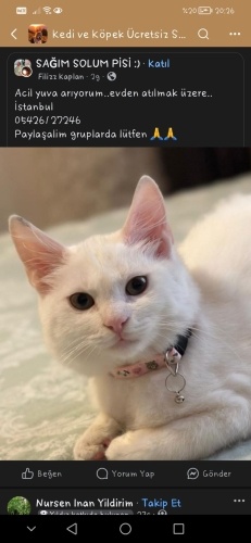 Çok tatlı mırıl mırıl bir çocuk fotoğraf