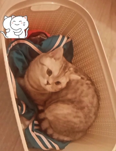 Uysal oglumuz yeni yuvasini ariyor fotoğraf