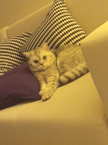 Uysal oglumuz yeni yuvasini ariyor fotoğraf