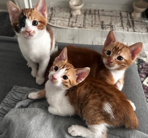 Onları kurtarmak istermisinizz? fotoğraf