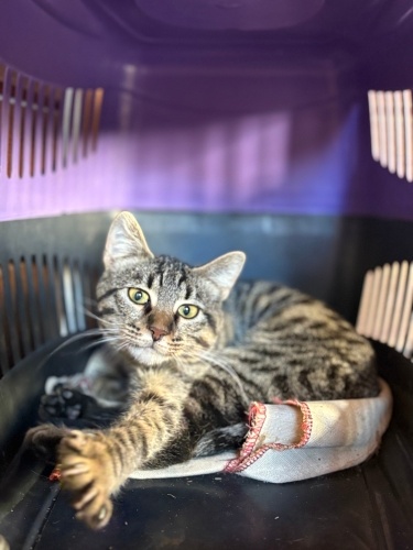 Neşeli oyun arkadaşı fotoğraf