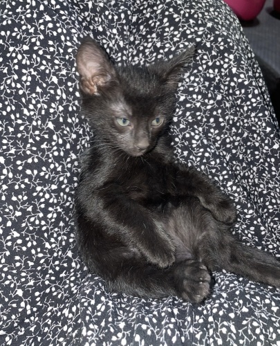 Yakışıklı ve Cana Yakın fotoğraf