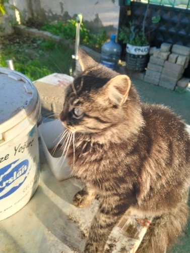 GüzEl oğlan ve yakışıklı nir oğlan ona ömürlük yuva olmak isteöezmisiniz fotoğraf