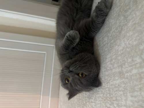 Sevgi delisi scootish fotoğraf