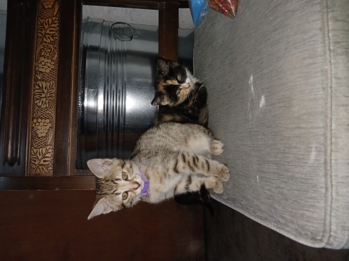 Çakıla ömürlük yuva fotoğraf