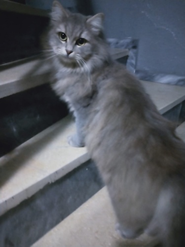 Kızımız hayat yeni yuvasını arıyor fotoğraf