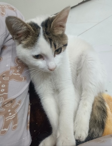 Sevgi aşığı,uysal mırmır yeni yuvasını arıyor🐈🐾 fotoğraf