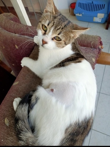 5 aylık dişi yavruya Acil Yuva fotoğraf