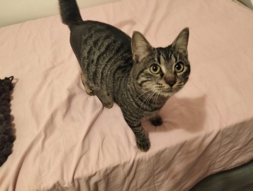 Sevgi Manyağı Zeytin’e Ömürlük Yuva Aranıyor! fotoğraf