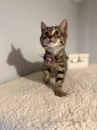 SUKİ YUVA ARIYOR fotoğraf