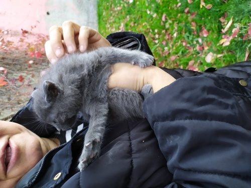 Sevgi topu reçel fotoğraf