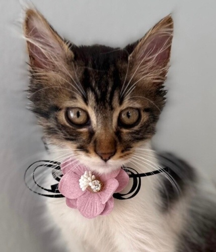 LAVİN YUVA ARIYOR fotoğraf