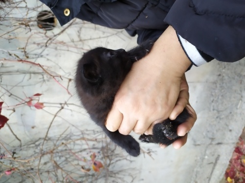 Onu sahiplenin mutluluğu bulun. fotoğraf