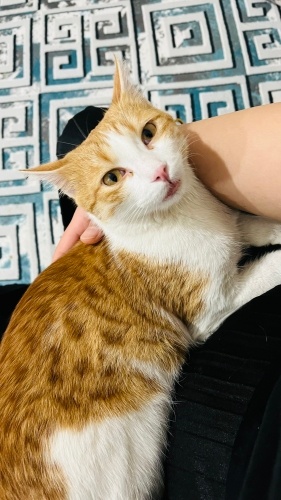 Sarya’ya ömürlük yuva arıyoruz fotoğraf