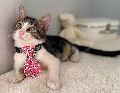 RAFİ YUVA ARIYOR fotoğraf