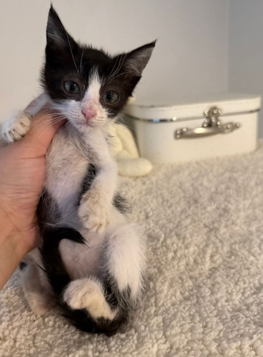 MONA YUVA ARIYOR fotoğraf