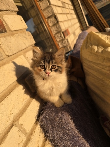 Yarı cins Uzun tüylü renkli uslu ve sevecen bir kedi tam bir ev kedisi fotoğraf