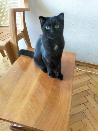 Ömürlük yuva arıyor fotoğraf