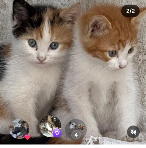 Ücretsiz sahiplenme pofidik yavru kardeşler fotoğraf