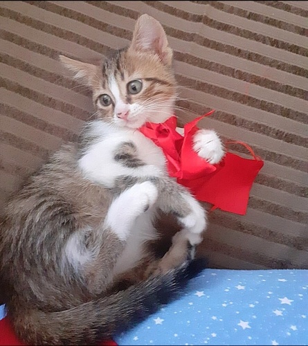 Acil yuva aranıyor fotoğraf