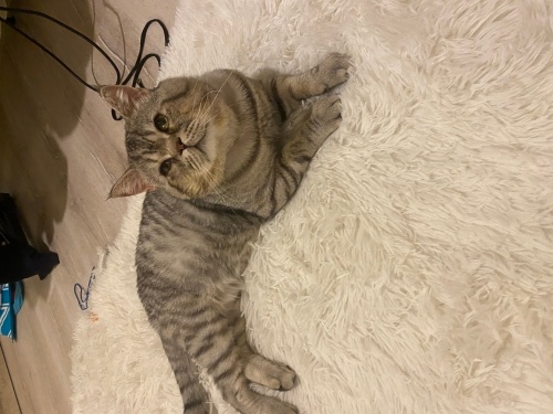 3 aydır geçici yuvada, ailesi olur musunuz? fotoğraf