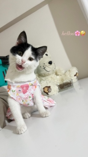 Kızıma yuva arıyorum fotoğraf