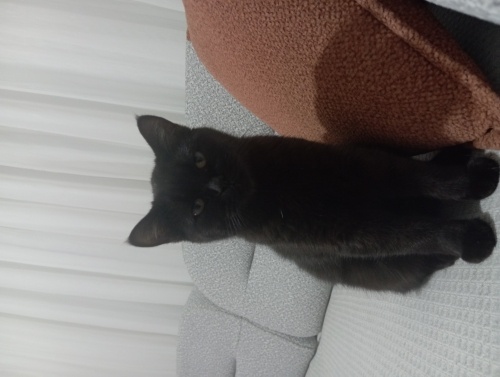 Akıllı, uysal, tuvalet egitimi var fotoğraf