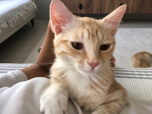 Oyuncu dünyanın en sevecen kedisi fotoğraf