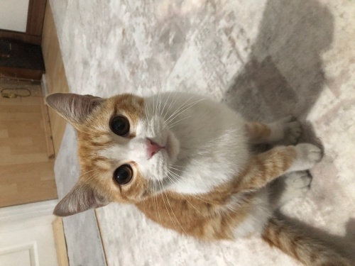 Acil yuva aranıyor ♥️ fotoğraf