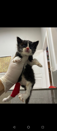 YAVRU KEDİMİZE ACİL YUVA ARIYORUZ fotoğraf