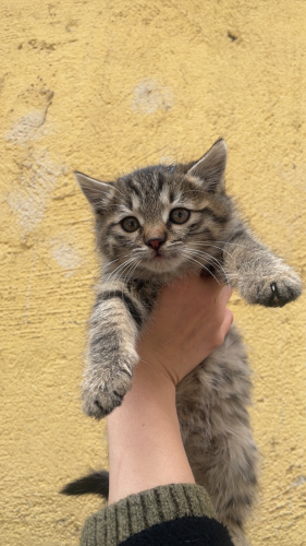 Güzeller güzeli bebek tekir fotoğraf