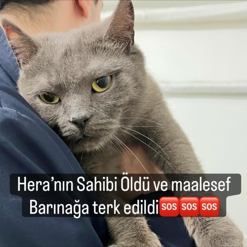 HERA’NIN HİKÂYESİ YÜREĞİNİZİ SIZLATACAK… ONA YUVANIZI AÇAR MISINIZ? fotoğraf