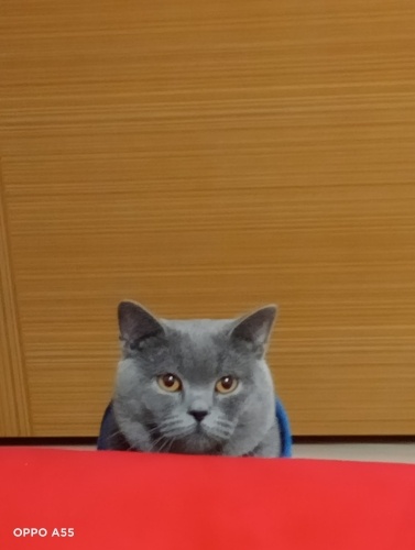 Ücretsiz kedimi vermek istiyorum fotoğraf