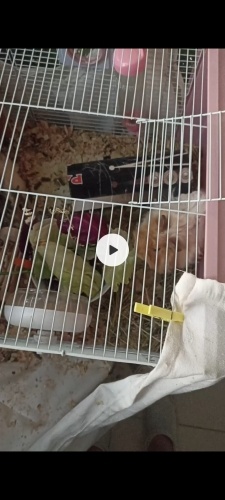 GİNEPİG SAHİPLENDİRME fotoğraf