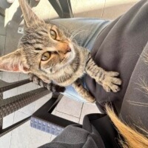 TEKİR SEVERLER İÇİN EN YILIŞIK TEKİR fotoğraf