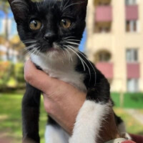 BATMAN YUVA ARIYOR fotoğraf