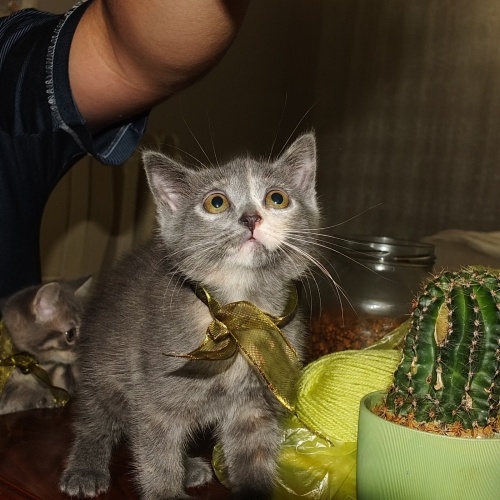 Uslu kızımız lekeye güvenilir sıcak bı yuva arıyoruz fotoğraf