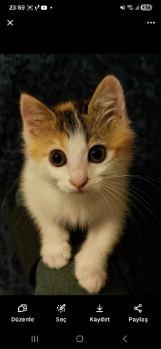 AİKO YUVA ARIYOR fotoğraf