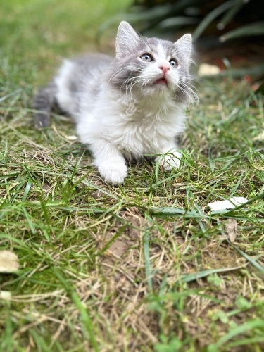 BADİ YUVA ARIYOR fotoğraf