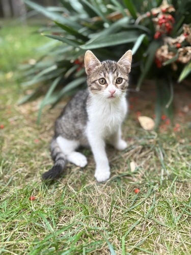 ROKO YUVA ARIYOR fotoğraf