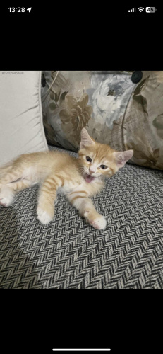 Çok uysal dişi yavru ömürlük yuva arıyoruz fotoğraf