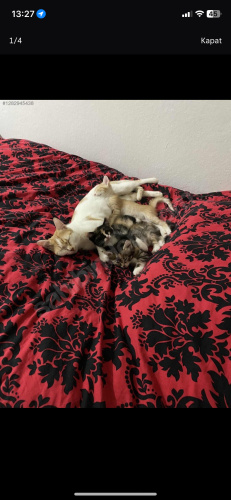 Çok uysal dişi yavru fotoğraf