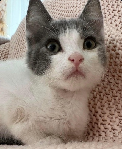 sevgi dolu yavru ömürlük yuvasını arıyor fotoğraf