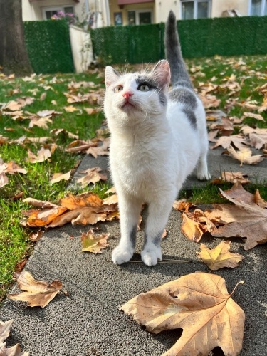 PERÇEM KIZIMIZ YUVA ARIYOR fotoğraf