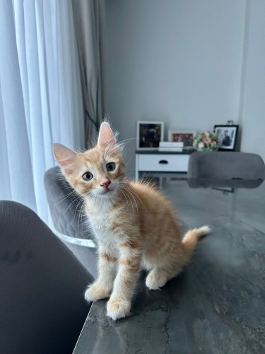 2 AYLIK ERKEK TEKİR YAVRU fotoğraf