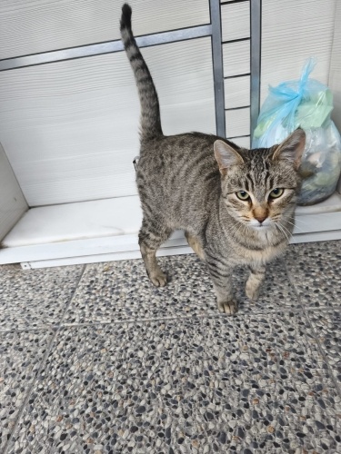 Cici kız sahiplendiriliyor fotoğraf