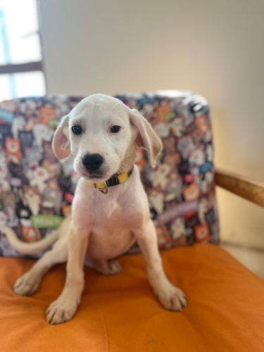 Ücretsiz sahiplenme pofidik labrador melez yavru kardeşler fotoğraf