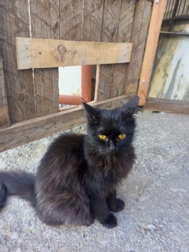 Tüylü kızımıza ömürlük yuva fotoğraf