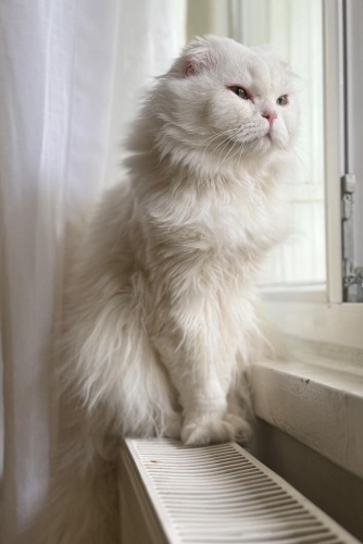 Oğulumuz Fabio'ya ömürlük yuva arıyoruz fotoğraf